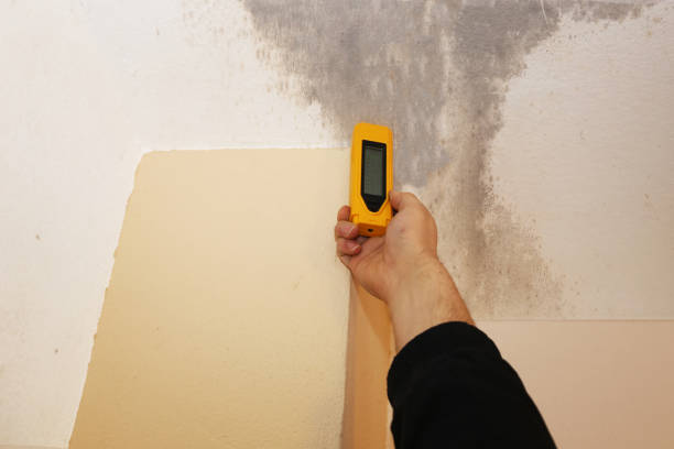 Trusted Venice Gardens, FL Mold Removal Experts