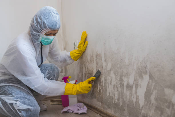 Best Mold Damage Restoration  in Venice Gardens, FL