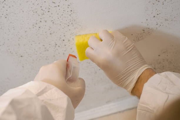 Best Comprehensive Air Testing for Mold Contaminants  in Venice Gardens, FL