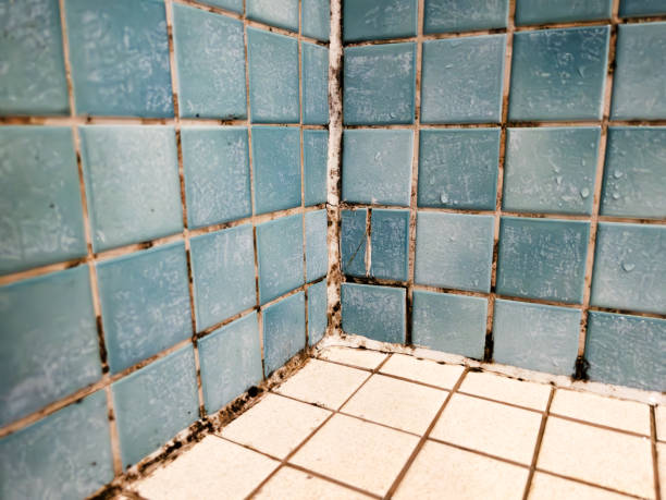 Best Real Estate Mold Inspection  in Venice Gardens, FL